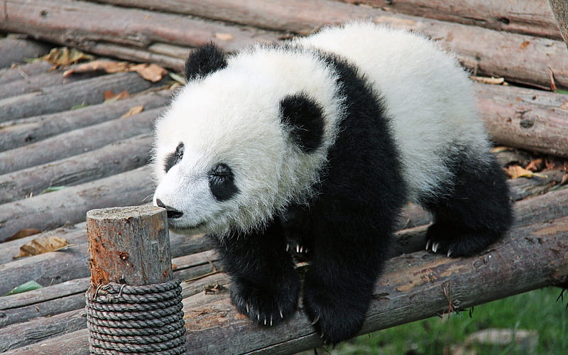 panda, China, cute animals, small panda, zoo, bears, Ailuropoda, cub, HD wallpaper