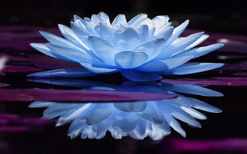 Mirrored Blue Lotus, lotus, filtered, flower, effect, reflection, mirrores, blue, HD wallpaper