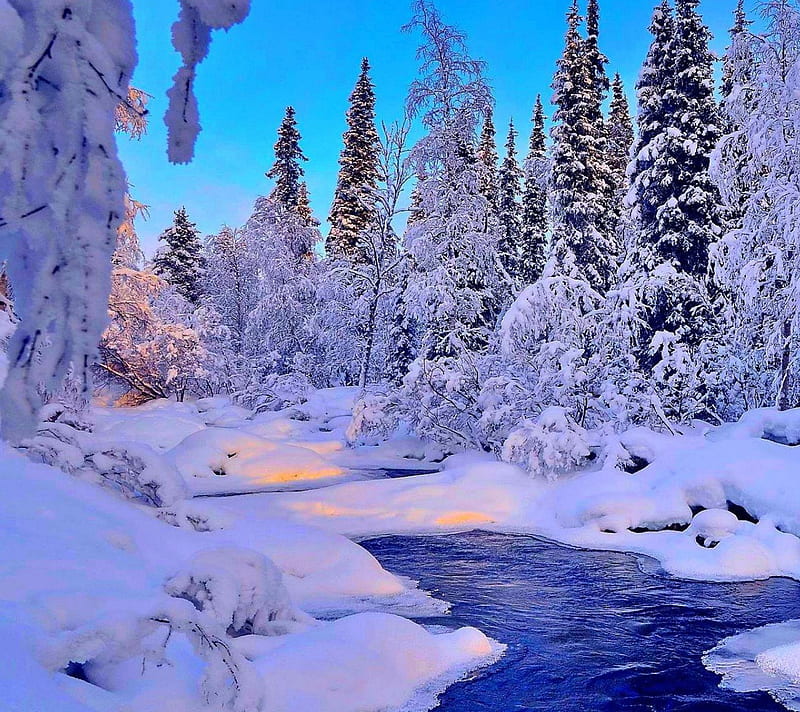 Winter, snow, trees, water, HD wallpaper