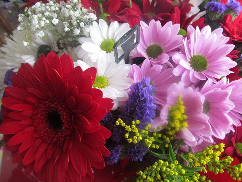 Floral Splendor, Plants, Gardens, Flora, Bouquets, Flowers, Petals, HD wallpaper
