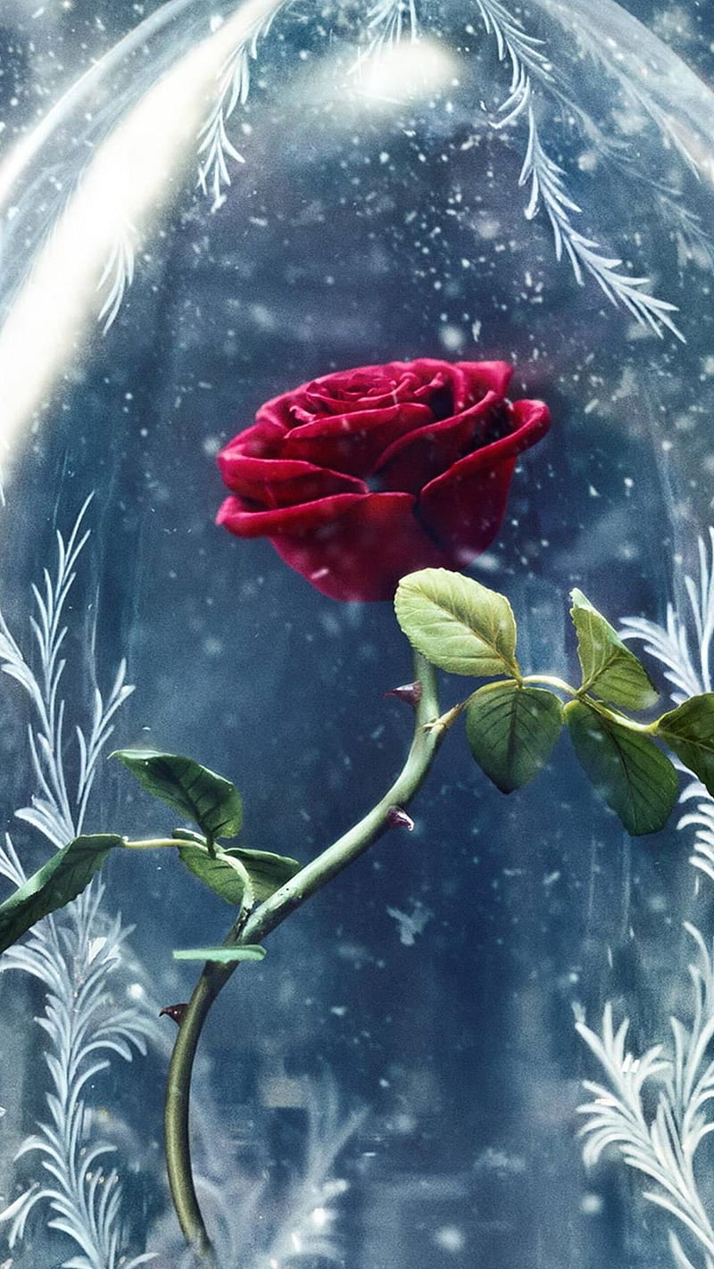 Beauty and the beast , flower, rose, background, HD phone wallpaper