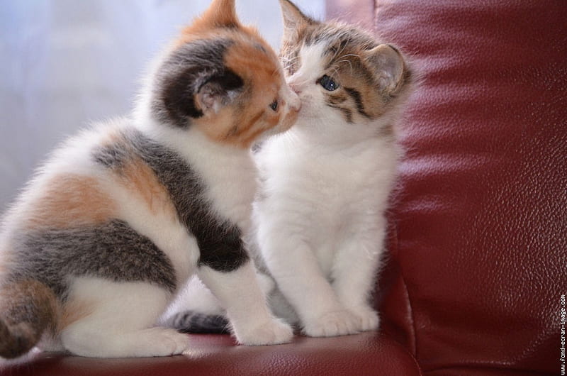 Sweet kisses, feline, love, cat, kitten, kiss, couple, animal, HD wallpaper