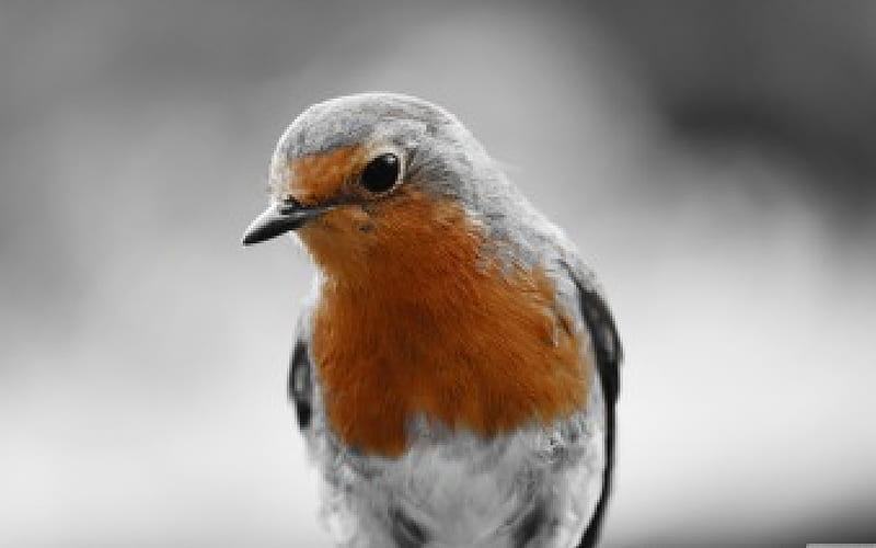 Robin Redbreast, beak, robin, bird, redbreast, HD wallpaper