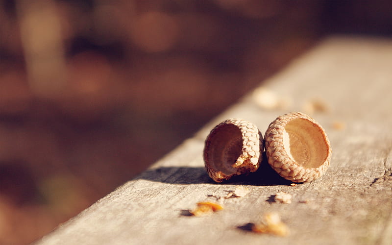 Acorn shells walnut-Macro graphy, HD wallpaper