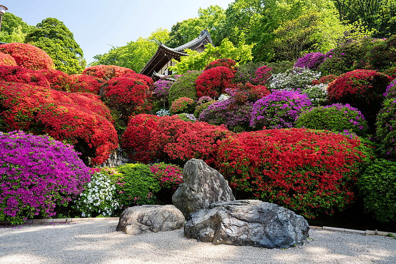 Rhododendrons garden, Kyoto, japan, stones, garden, flowers, bonito, spring, trees, rhododendrons, HD wallpaper