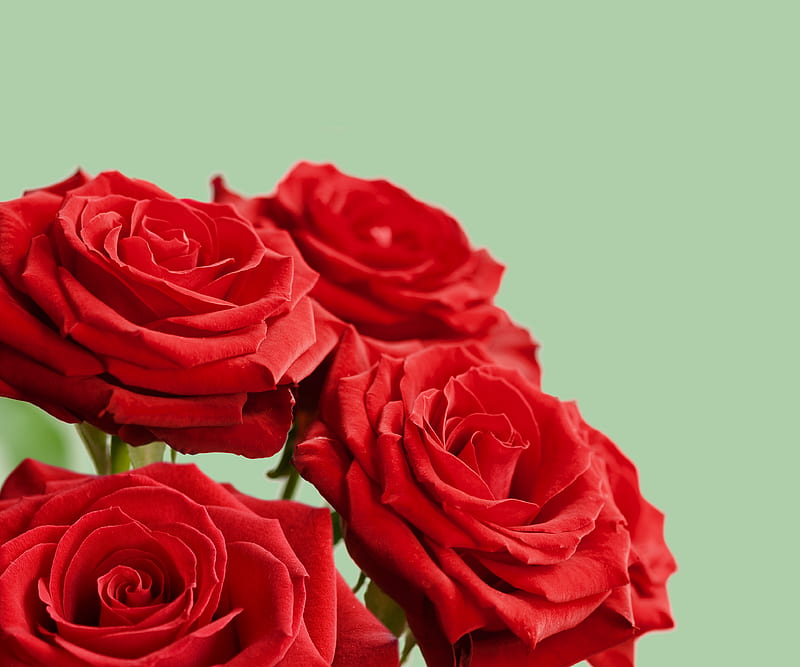 Red Rose Flowers In Close-up View, HD wallpaper