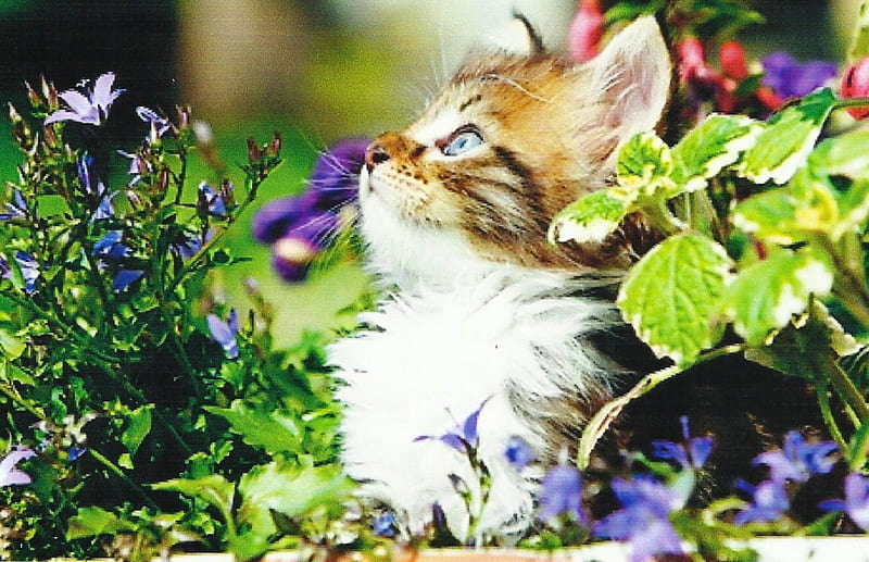 A kitten with flowers, cute, calico, paws, flowers, kitten, HD wallpaper