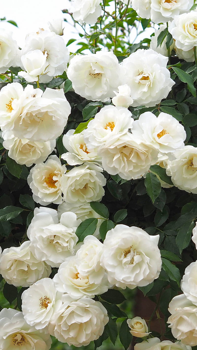 White Rose, dama, flowers, flowers, tulips, vintage, HD phone wallpaper