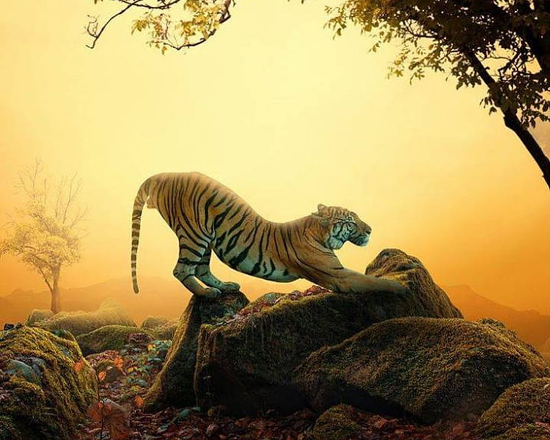 Relaxing in the wild, rock, pose, wild, tiger, relaxing, HD wallpaper