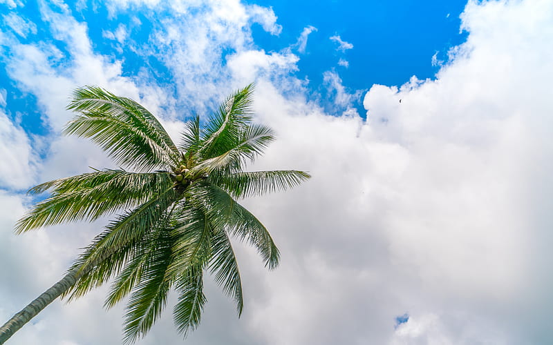 coconuts, palm, blue sky, white clouds, palm leaves, HD wallpaper