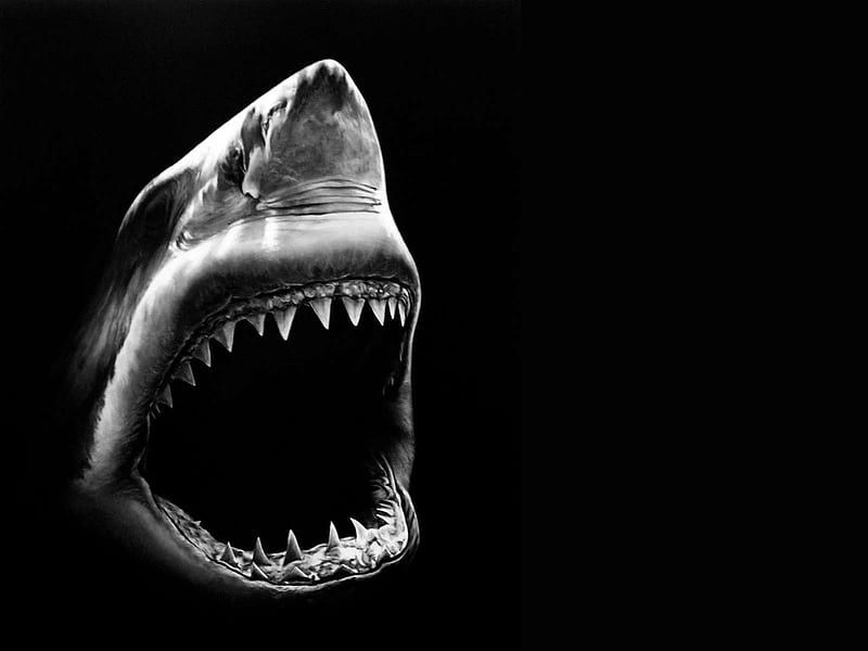 Enter at your own Risk, shark, great, white, HD wallpaper