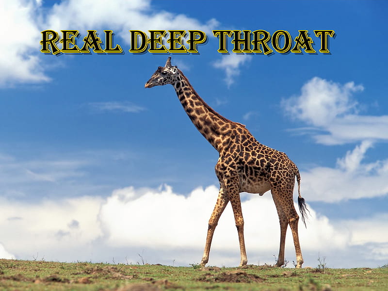Real thing, deep, throat, funny, giraffe, animal, HD wallpaper