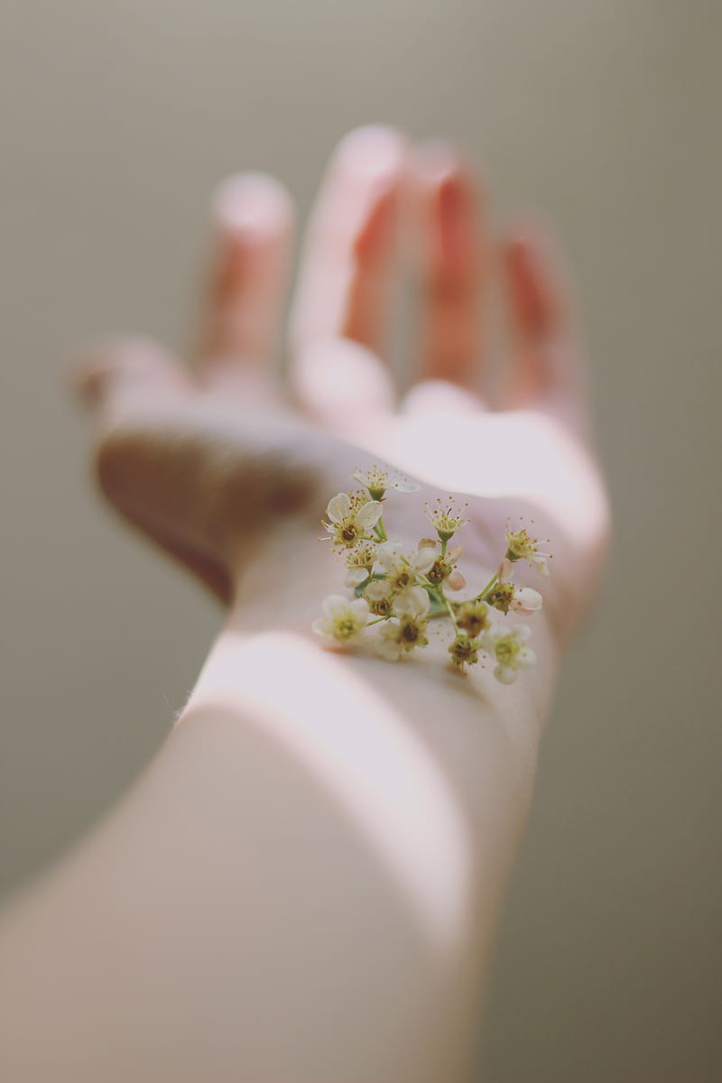 selective focus graphy of white clustered flowers on left human hand, HD phone wallpaper
