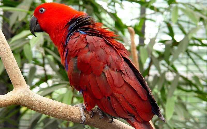 australian king parrot, australian, king, parrot, bird, HD wallpaper