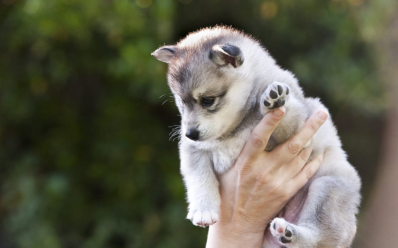 husky, small puppy in hands, small gray dog, Siberian husky, pets, dogs, HD wallpaper