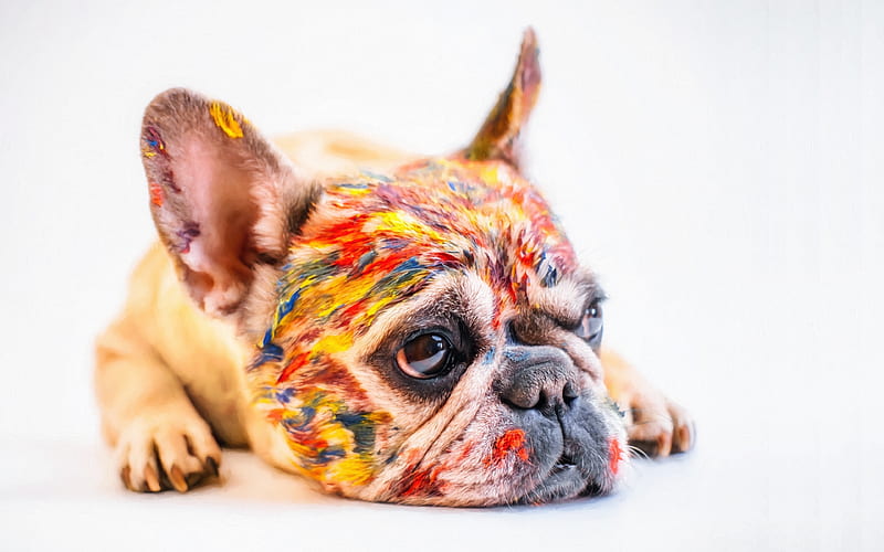 Pug, Holi, funny dog, pets, paints, Bhojpuri, dogs, cute animals, Pug Dog,  HD wallpaper | Peakpx