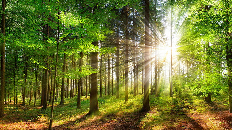 Sunlights Through Green Trees Forest Background Nature, HD wallpaper