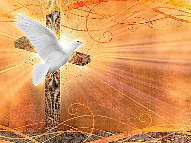 Holy Spirit Pigeons And Doves Desktop Wallpaper Clip Art Bible - Mary -  Flying Transparent PNG