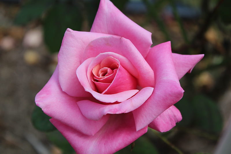 Pink Rose, graphy, gardening, rose, flower, nature, pink, HD wallpaper ...