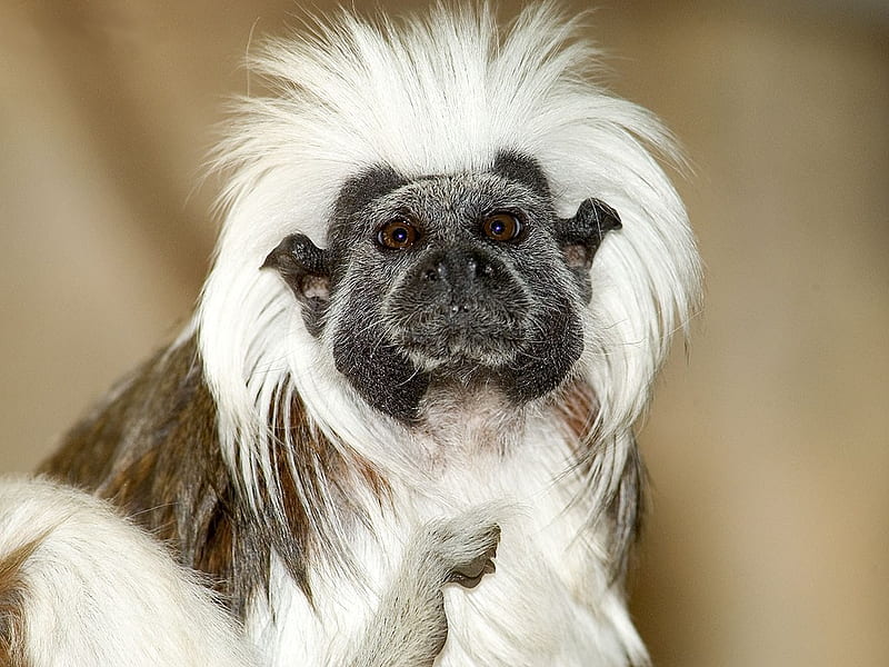 Tamarin Monkey, hair, monkey, fur, tamarin, HD wallpaper