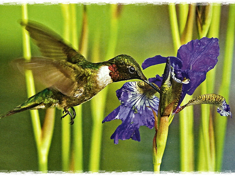 Ruby-throated Hummingbird 1, acron, hummingbird, jerry acron, animal, graphy, bird, avian, wildlife, HD wallpaper