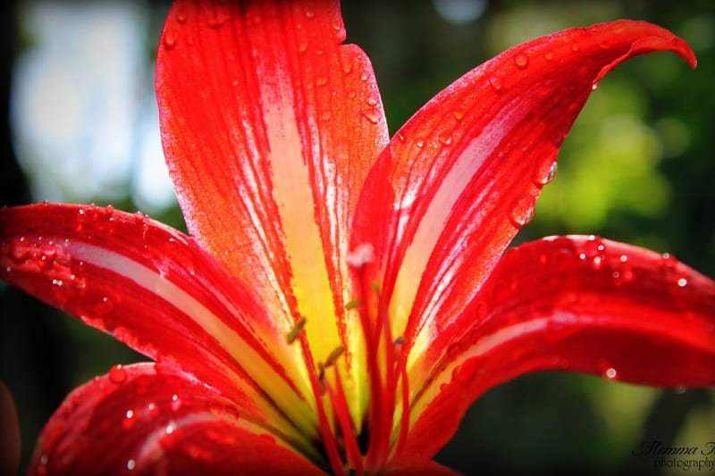 Lirio rojo, lirio, flor, rojo, planta, Fondo de pantalla HD | Peakpx