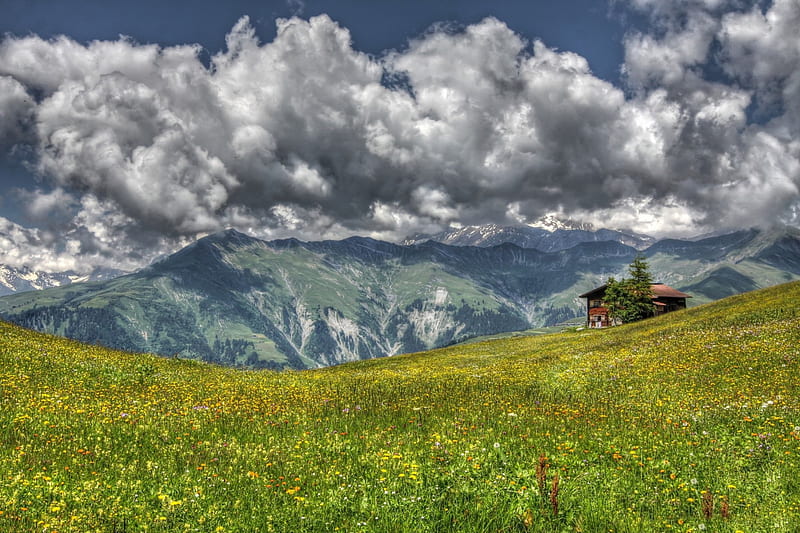 * A flourishing meadow in the mountains *, mountains, flowers, nature, field, meadow, HD wallpaper
