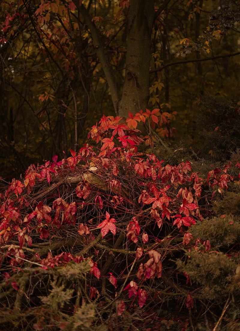 Red leaf plants near trees, HD phone wallpaper | Peakpx