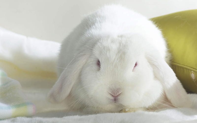 white rabbit cute animals, bunny, small rabbit, white bunny, HD wallpaper