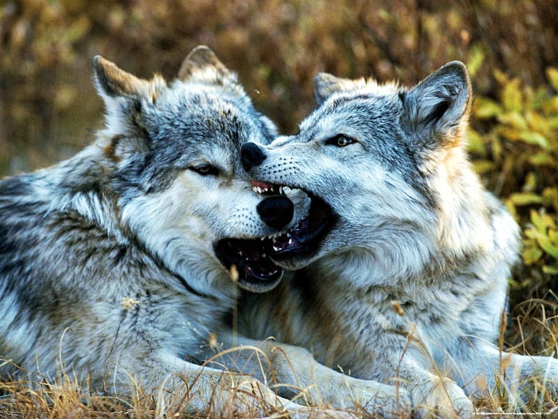 Young Wolves, predator, wildlife, nature, wolf, HD wallpaper | Peakpx