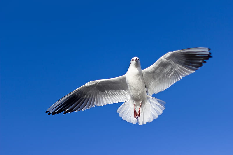 white and gray bird flying on top, HD wallpaper