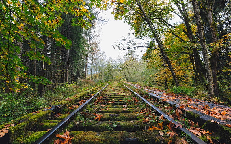 Abandoned Rail road, railorad, moss, tree, nature, HD wallpaper