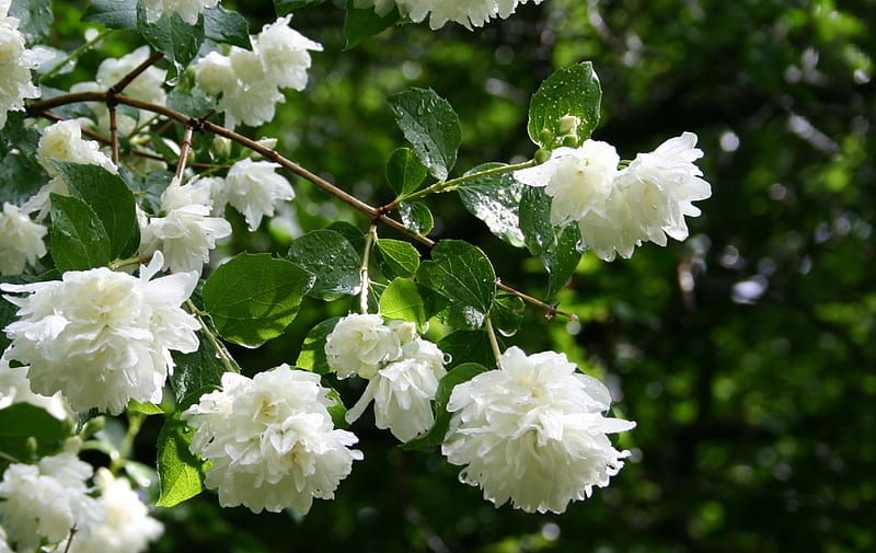 White Jasmine, garden, flowers, nature, softness, HD wallpaper