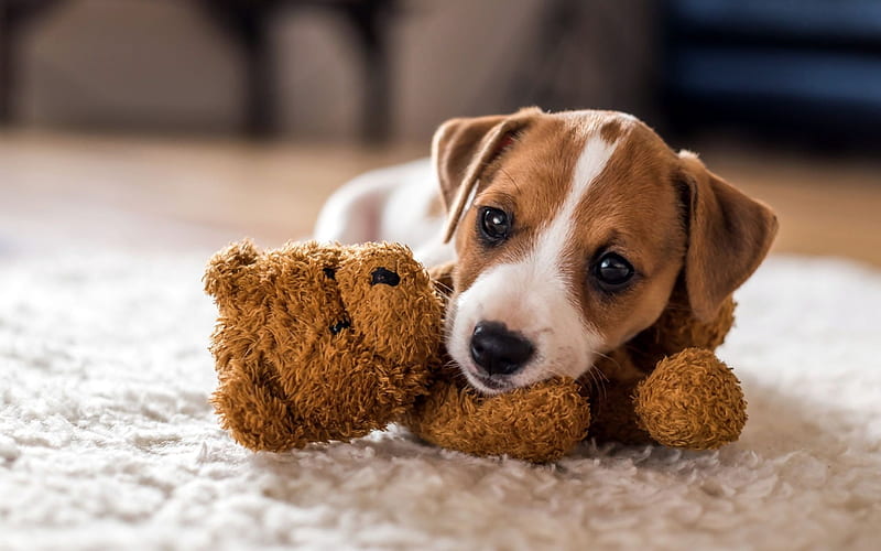 Jack Russell Terrier, toy, pets, dogs, teddy bear, cute animals, Jack Russell Terrier Dog, HD wallpaper