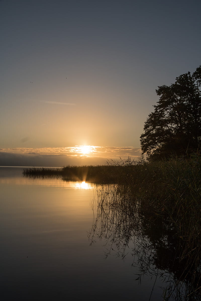 lake, sunset, landscape, shore, reed, tree, HD phone wallpaper