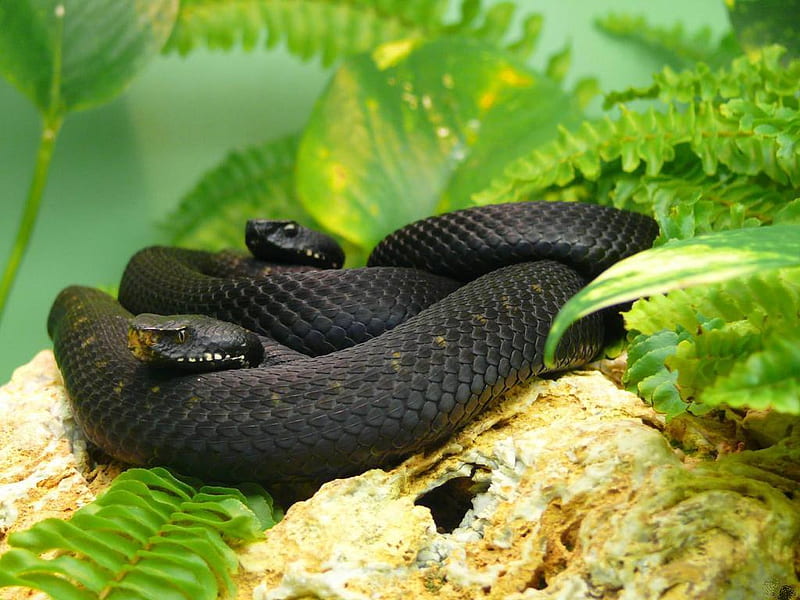 Cottonmouth Pit Vipers, cottonmouth, black, beauty, reptiles, animals, snake, HD wallpaper