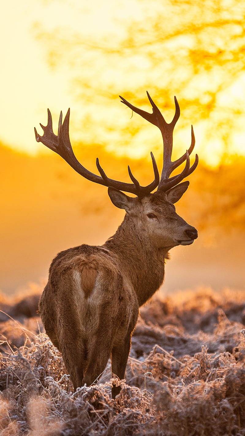 Animal , deer, buck, sunset, HD phone wallpaper