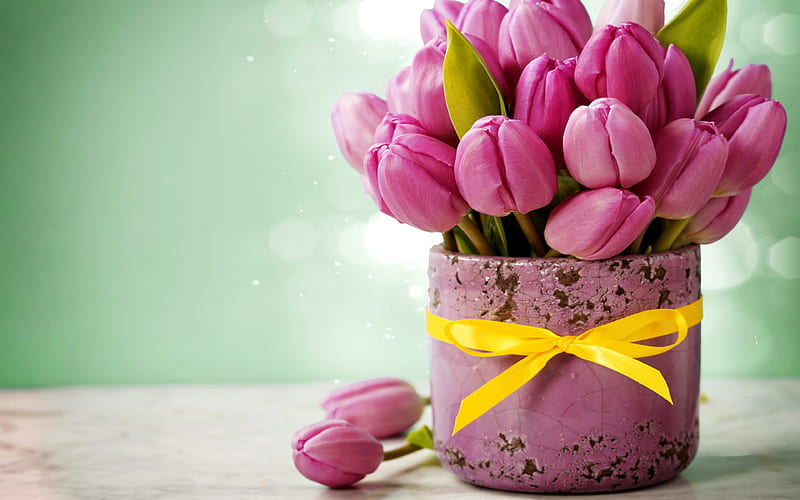pink tulips, bow, spring, 8 march, pot, tulips, HD wallpaper