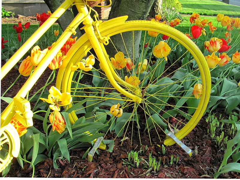 Bicycle Built For Spring, bicycle, flowers, yellow, nature, spring, HD wallpaper