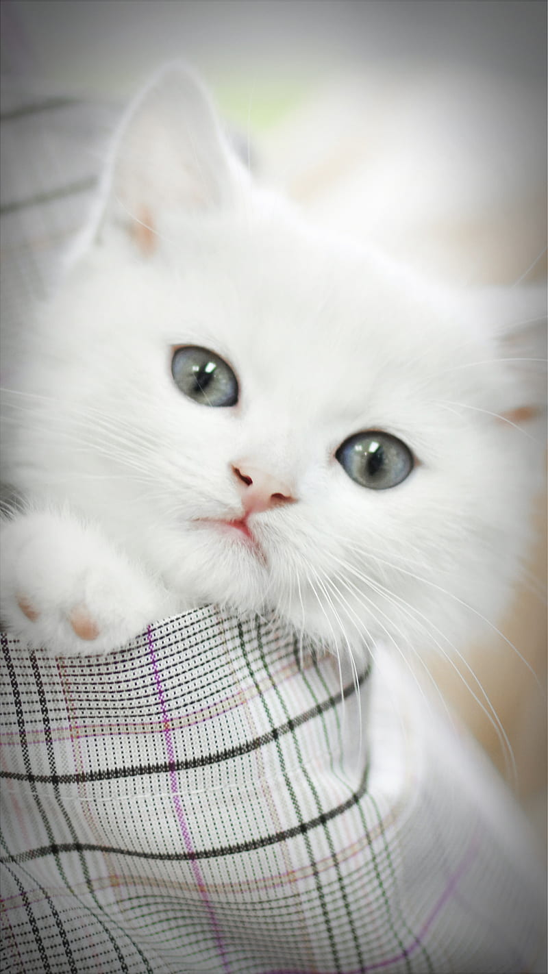 Cute Cat 45, catlife, catlover, catlovers, cats, kitten, kitty, love, meow,  pet, HD phone wallpaper | Peakpx