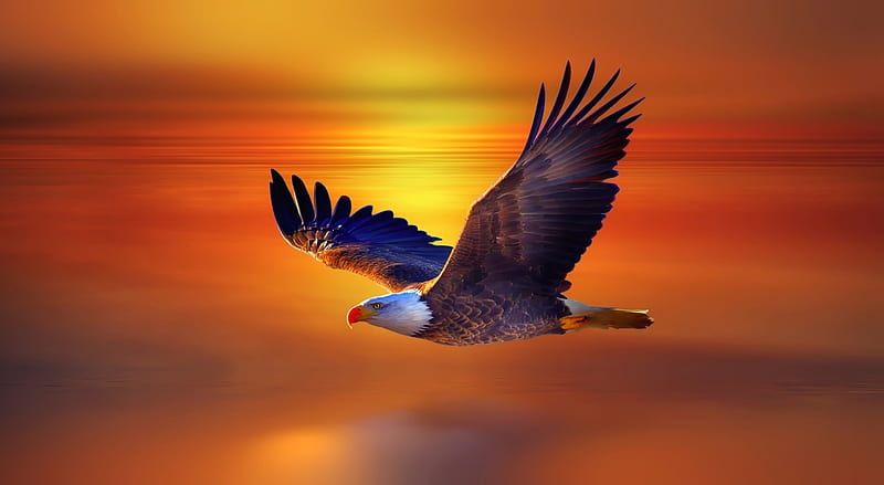 Eagle Bird Ultra, Animals, Birds, Flying, Bird, Eagle, Flight, sky, HD wallpaper