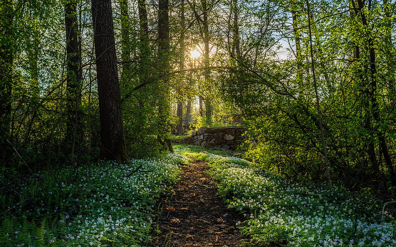 spring, snowdrops, forest, path, sun rays, HD wallpaper