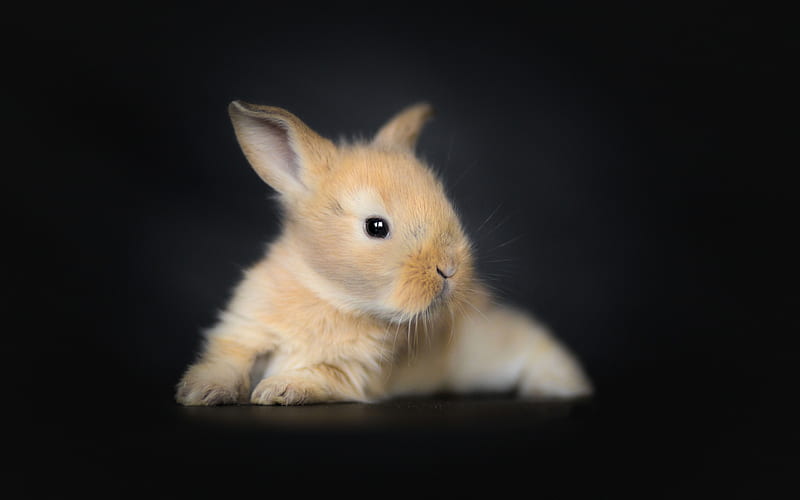little bunny, fluffy brown rabbit, cute little animals, pets, HD wallpaper