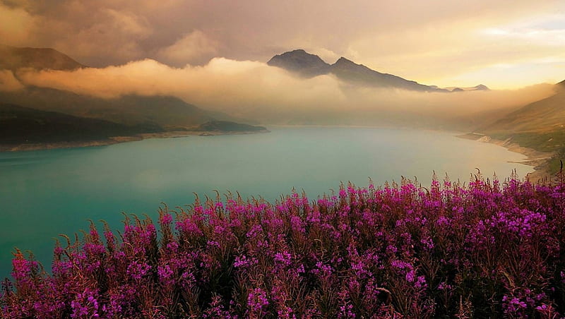 Flowers On The Alpine Lake, France, bonito, sunset, clouds, lake, purple, mountains, flowers, blue, HD wallpaper