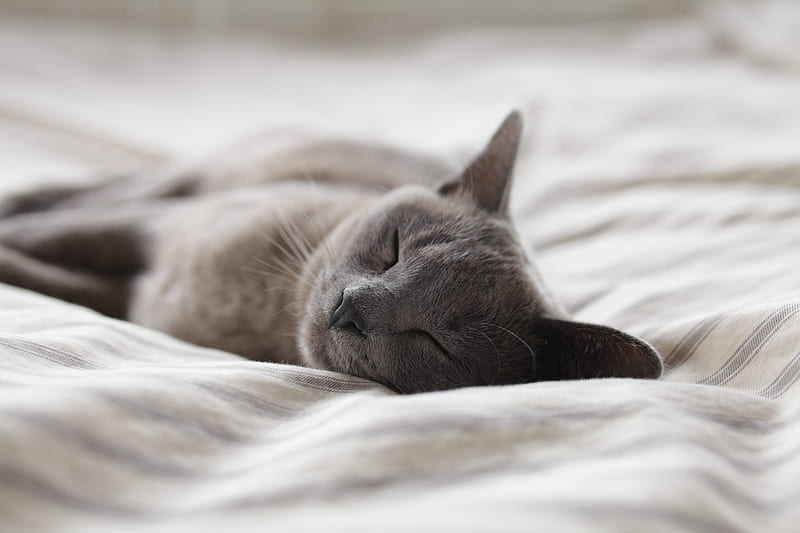 Russian Blue cat sleeping on whit textile, HD wallpaper