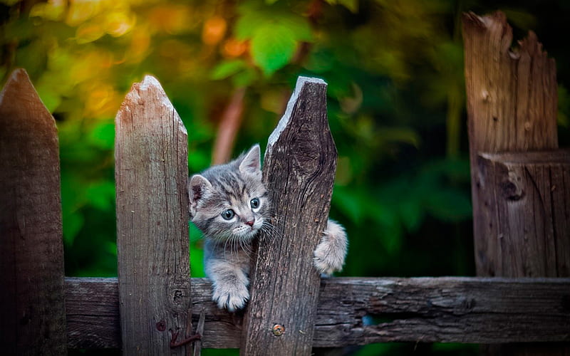 Kitten fence best sale