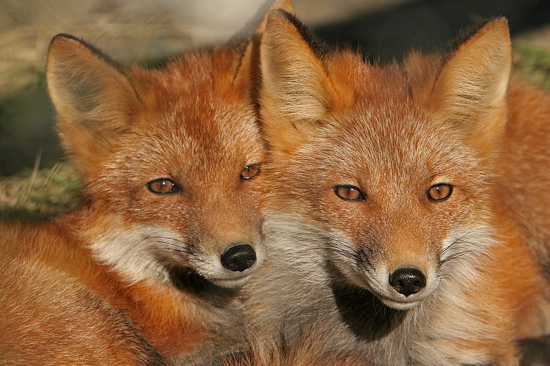 Fox, tail, fur, animal, HD wallpaper