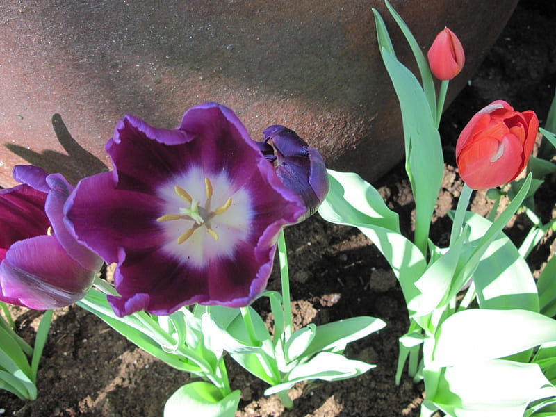 Spring Blooms 33, Purple, red, brown, soil, Tulips, graphy, green, garden, Flowers, soil brown, HD wallpaper