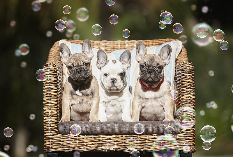 Dogs, French Bulldog, Baby Animal, Bubble, Dog, Pet, Puppy, HD wallpaper