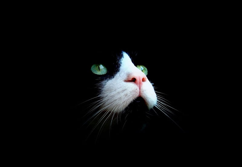 Green eyes, head, kitty, black, cat, sweet, cute, face, white, eyes, cats, animals, HD wallpaper